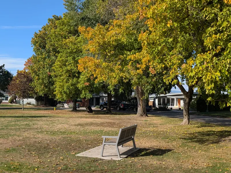 A bench under the mature trees at Crescent Park